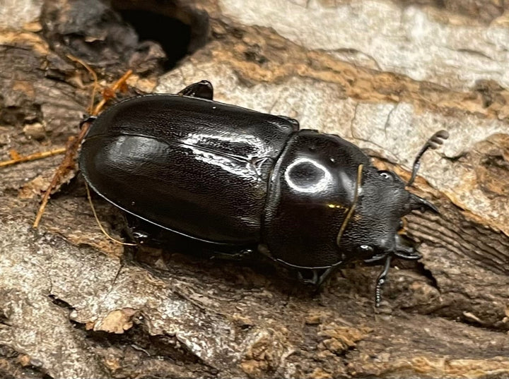 【WD】《フォルフィクラノコギリ（マルバネノコギリ） 55mm A’品ペア》