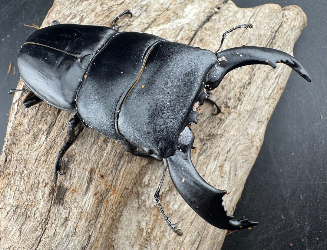 【WD】《スマトラオオヒラタ ベンクール産 86mm ペア》