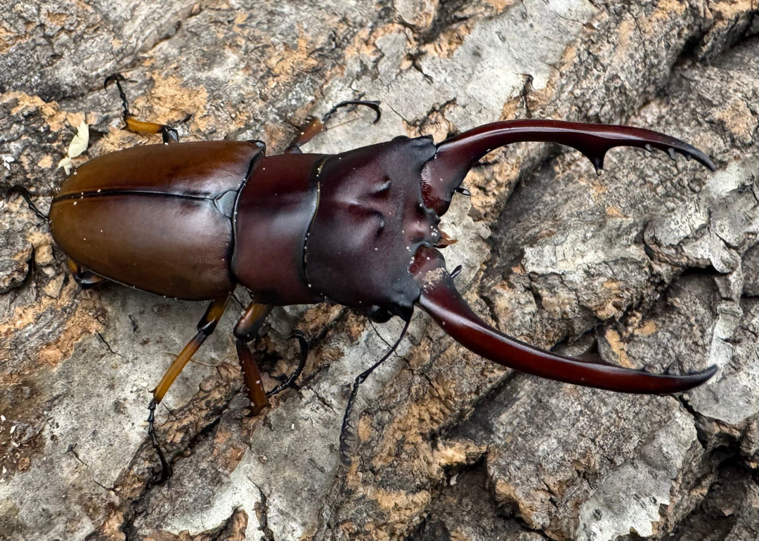 【WD】《アスタコイデスノコギリ ベンクール産 65mm ペア》