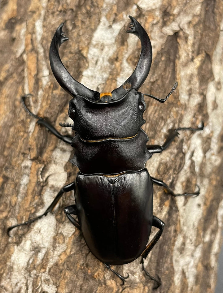 【WD】レア個体《アルケスツヤクワガタ 75mm ペア》