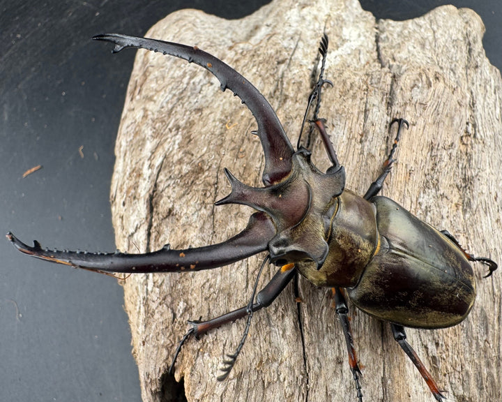 【WD】《プラネットミヤマクワガタ 81mm ペア》