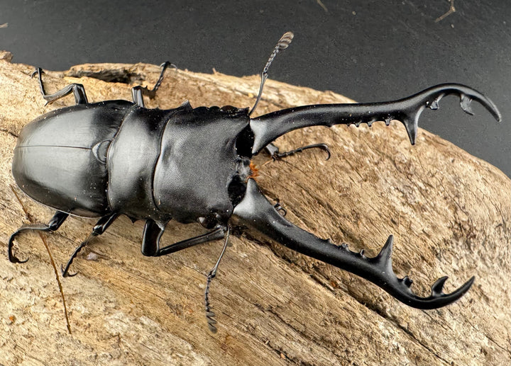 【WD】《 ギラファノコギリ原名亜種 ラオス産 88mm ペア》