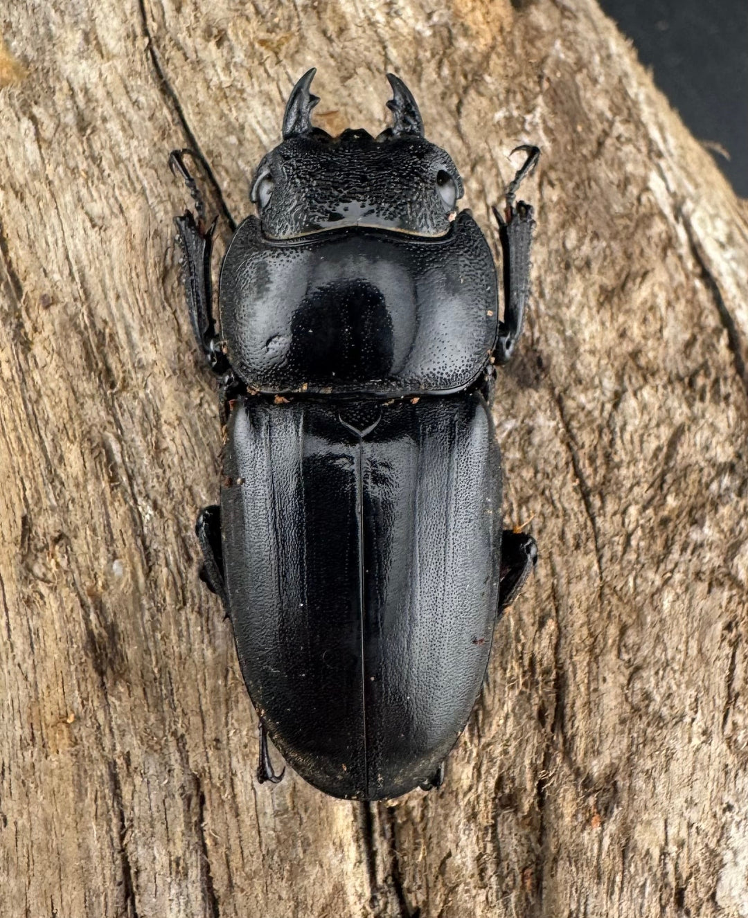 【WD】《ミンダナオヒラタ マラグサン産 86.5mm ペア》