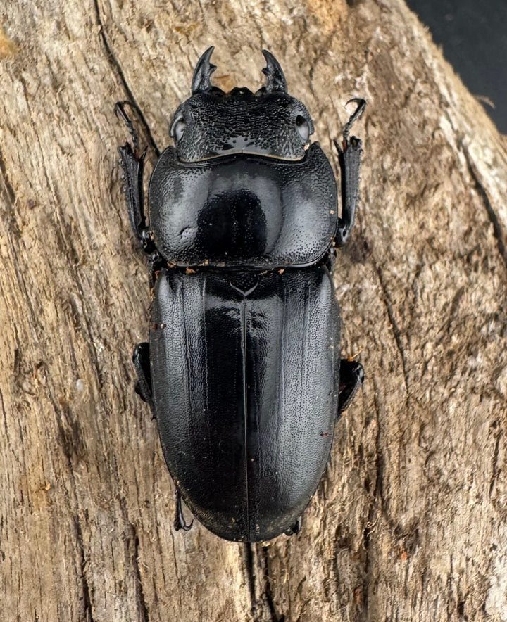 【WD】《ミンダナオヒラタ マラグサン産 86.5mm ペア》