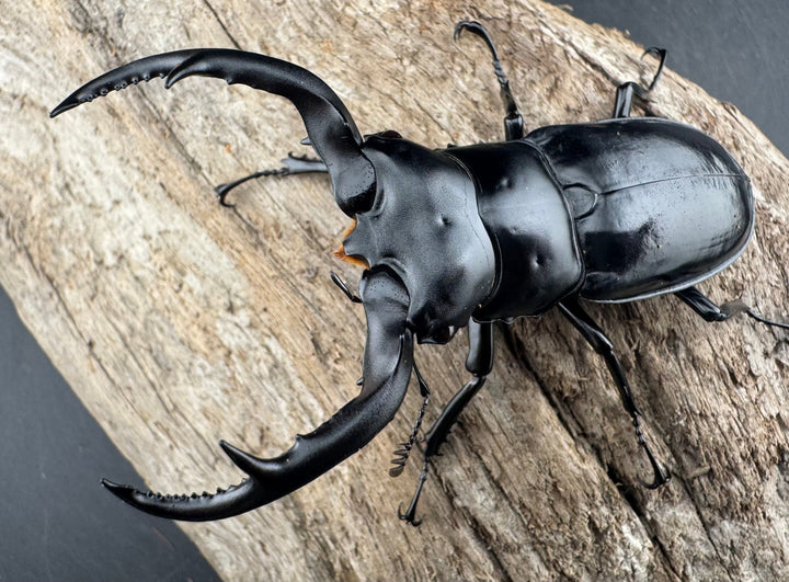 【WD】《ウエストウッディ亜種カズミアエ 雲南省産 76mm ペア》