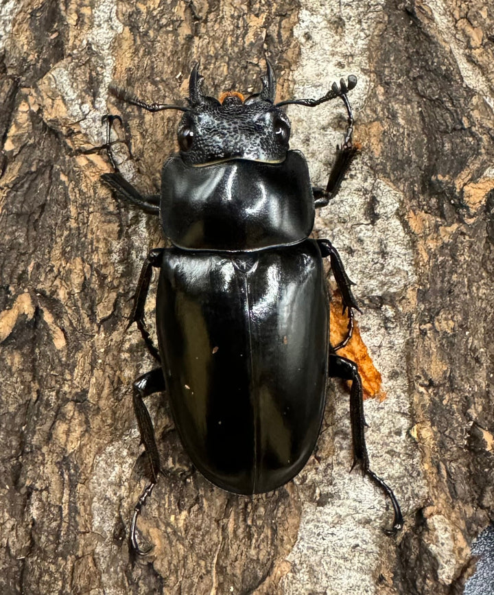 【WD】《ギラファノコギリ亜種ニシヤマイ 81mm ペア》