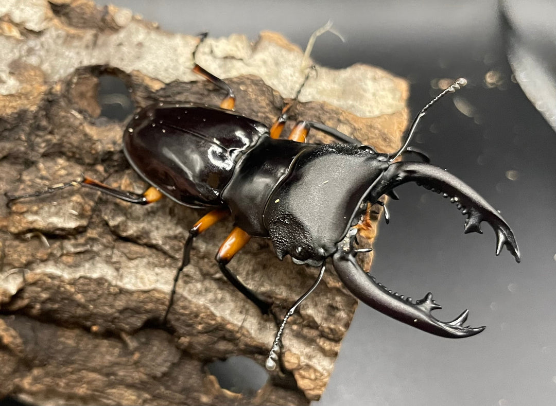 【WD】《インペリアリスツヤクワガタ 66mm ペア》