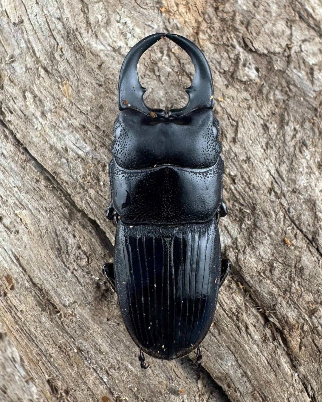 【WD】レア種《ミンダナオネブト 31.5mm ペア》