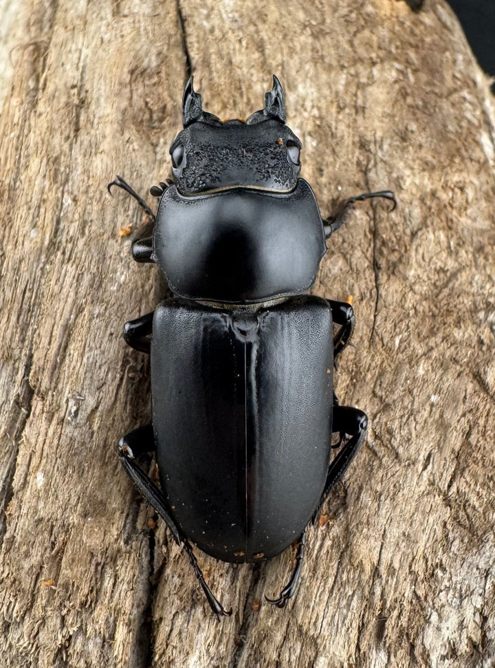 【WD】《ブラナウンコクワ  維西リス族産 61mm ペア》