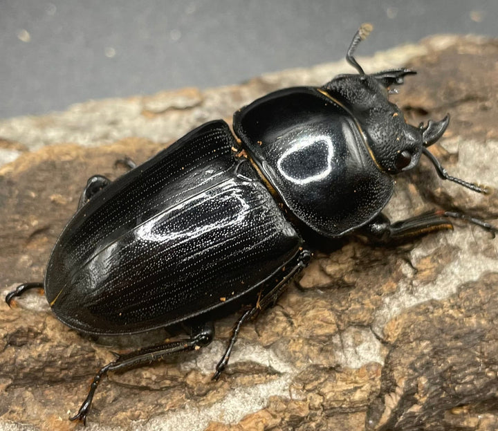 《ホペイオオクワガタ SL血統 74mm ペア》