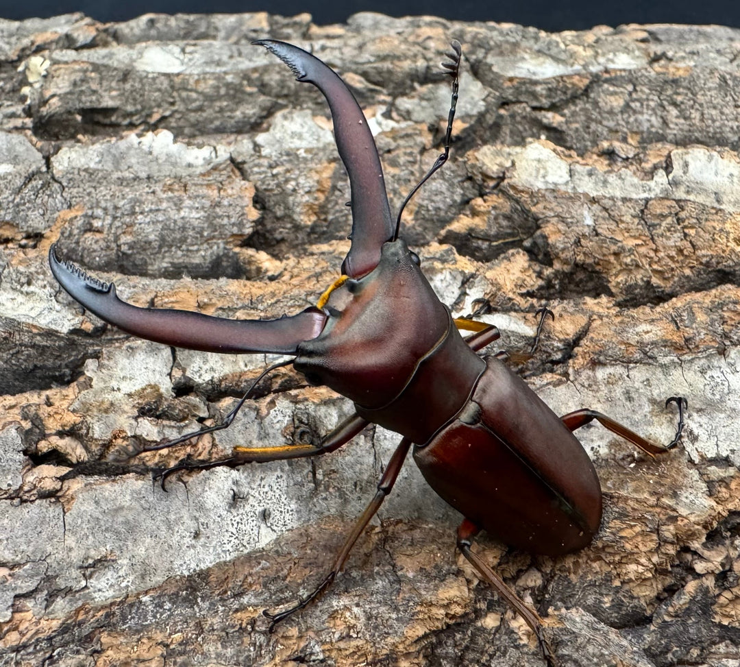 【WD】《ギラファホソアカクワガタ 59mm ペア》