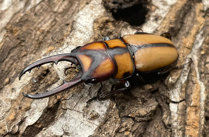 【WD】《スツラリスノコギリクワガタ 40mm ♂♀♀トリオ》