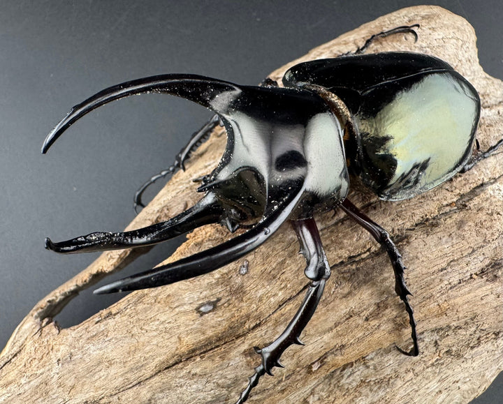 【WD】《アトラスオオカブト亜種マンテツ ラオス産 88mm ペア》