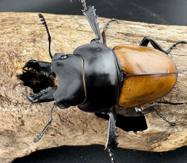 【WD】《ニティドゥスマルバネ亜種lemeei 広西壮族産 50mm ペア》