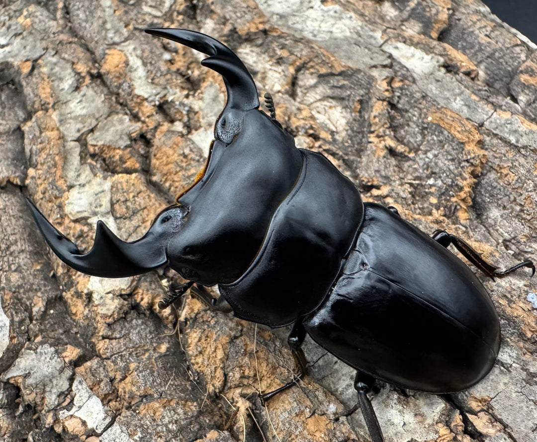 《マレーアンタエウス ドルクスマンB血統 77mm ペア》