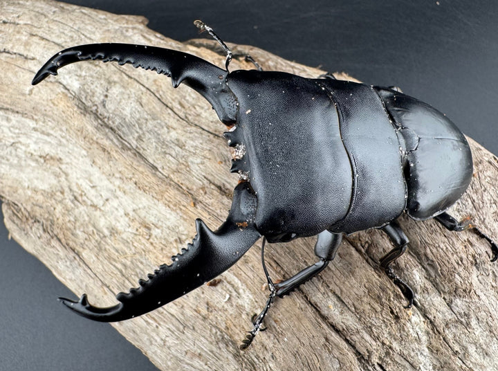 【WD】《パラワンオオヒラタ バタラザ産 98.5mm ペア》