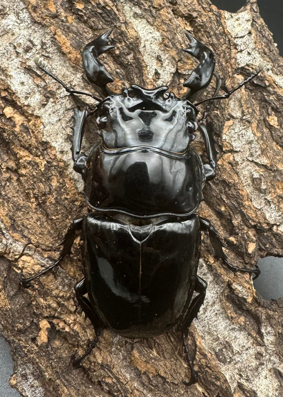 《タランドゥスオオツヤクワガタ 66mm ペア》