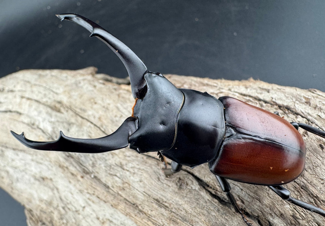 【WD】《マクレイコクワ チベット産 62.5mm A'品ペア》