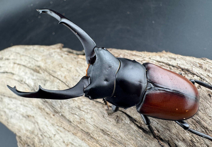 【WD】《マクレイコクワ チベット産 62.5mm A'品ペア》