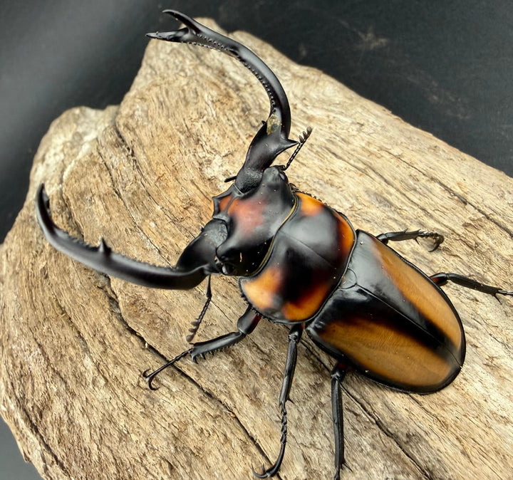 《スペキオススシカクワガタ 59.5mm ペア》