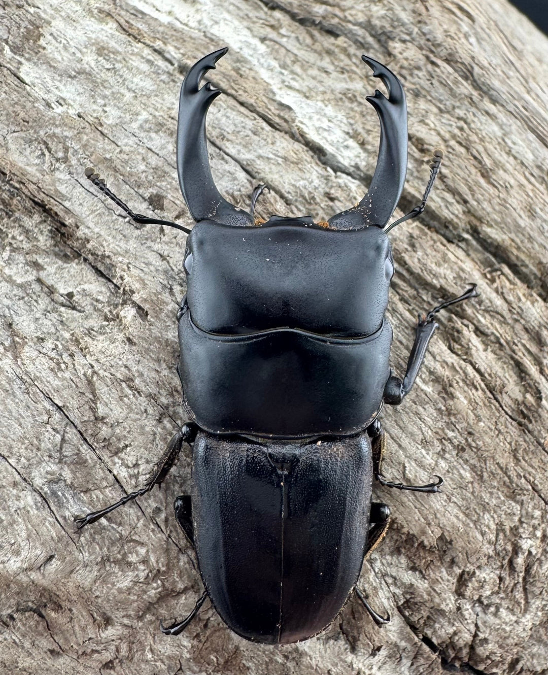 【WD】《ハンステインヒラタ原名亜種 50mm ペア》