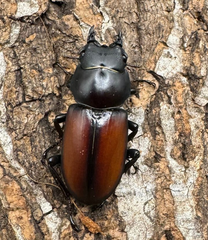 【WD】《マクレイコクワ 45mm ♂♀♀トリオ》