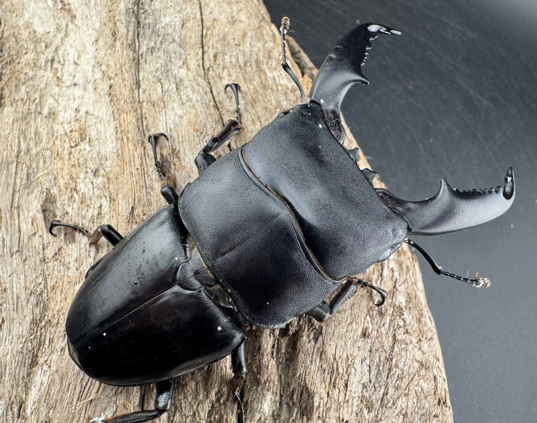 【WD】《ミンダナオヒラタ マラグサン産 86mm ペア》