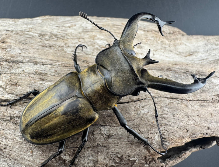 【WD】《フルキフェルミヤマ 74mm ペア》