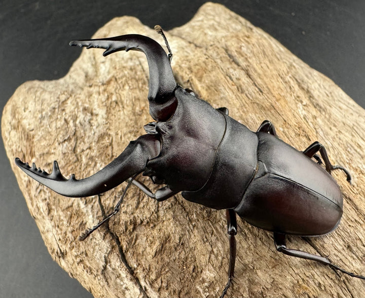 【WD】《ノコギリクワガタ 壱岐産 67mm ペア》