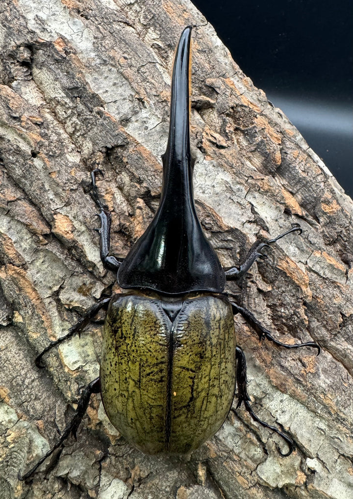 《ヘラクレス・ヘラクレス 145mm ペア》