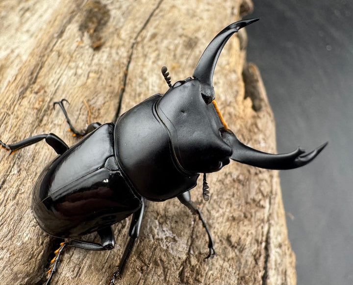 【WD】《セメノウコクワ 広西産 36.5mm ペア》