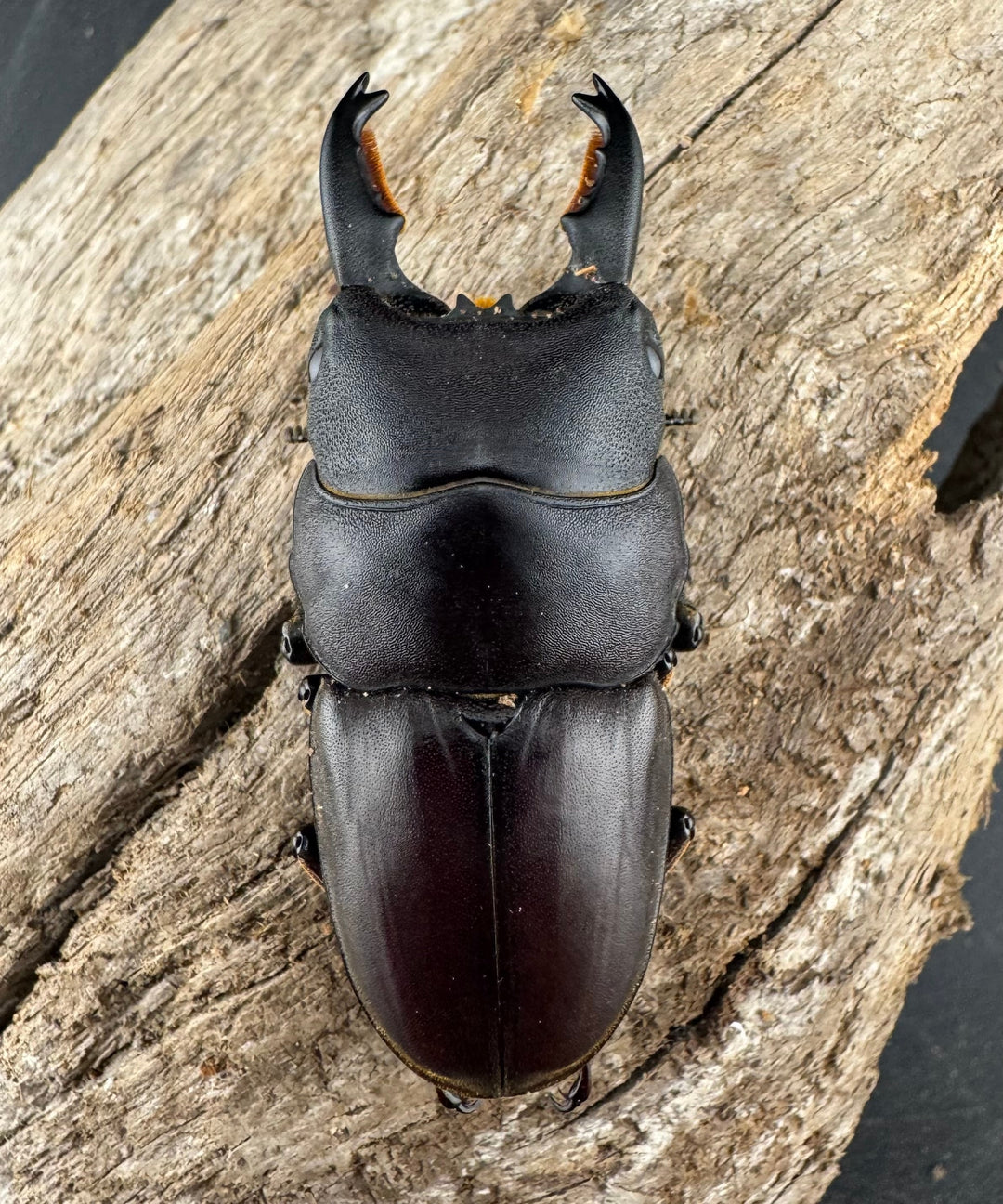 【WF1】《ミンダナオタウルスヒラタ 54.5mm ペア》