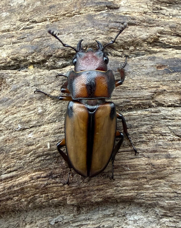 【F0】《エルサホソアカ 剣河県産 37mm ♂♀♀トリオ》