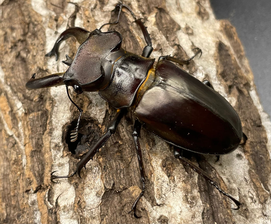 【WD】《フライミヤマクワガタ 73mm ペア》