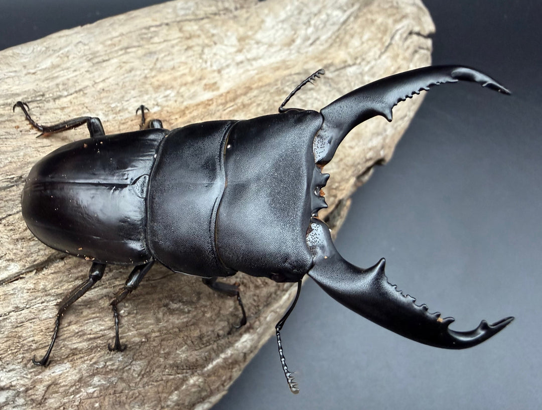 【WD】《ミンダナオヒラタ マラグサン産 85.5mm ペア》