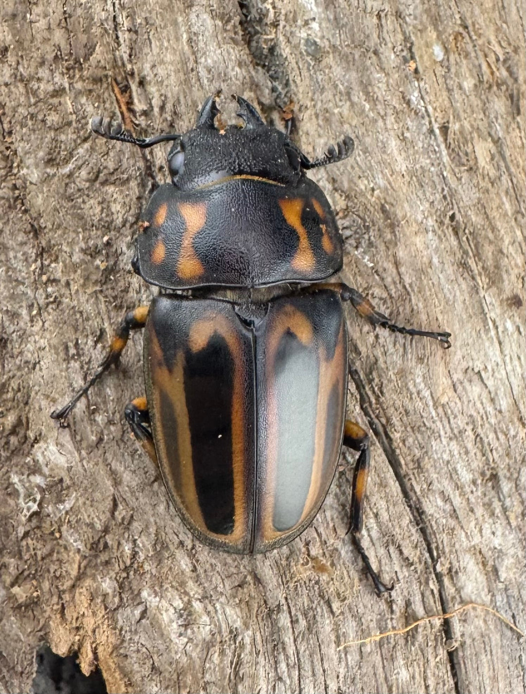 【WD】《ゼブラノコギリクワガタ原名亜種 41.5mm ペア》