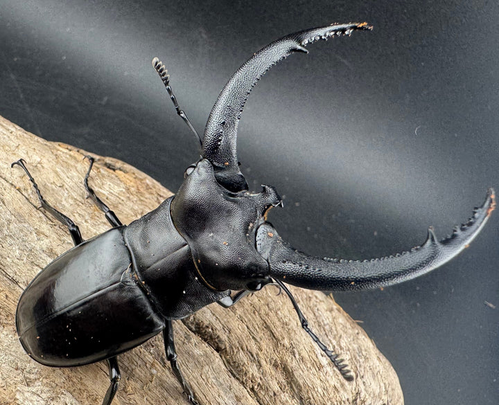 【WD】《リノケロスフタマタ 82mm ペア》