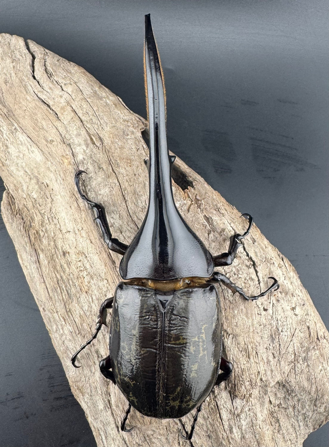 《ヘラクレス・ヘラクレス 131mm ペア》