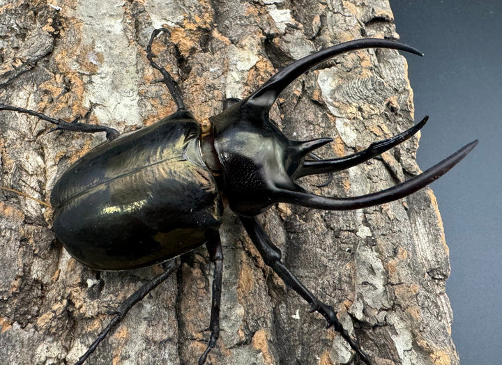 【WD】《ミンダナオアトラスオオカブト 88mm ペア》