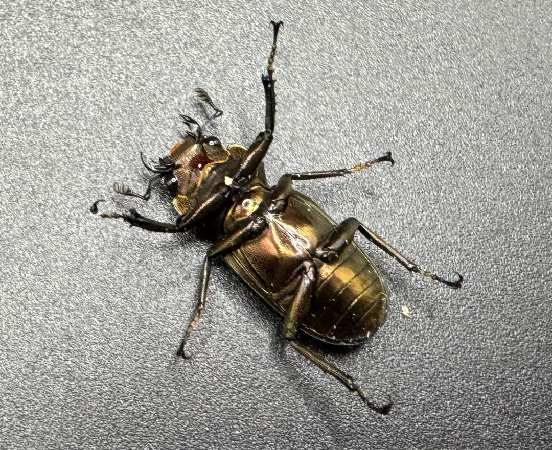 【WD】《メタリフェルホソアカ 87.5mm ペア》