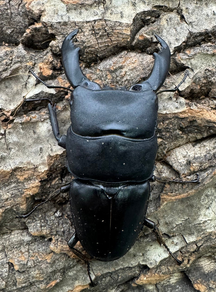 【WD】ショートホーン《スラウェシオオヒラタ 南スラウェシ産 80mm ペア》