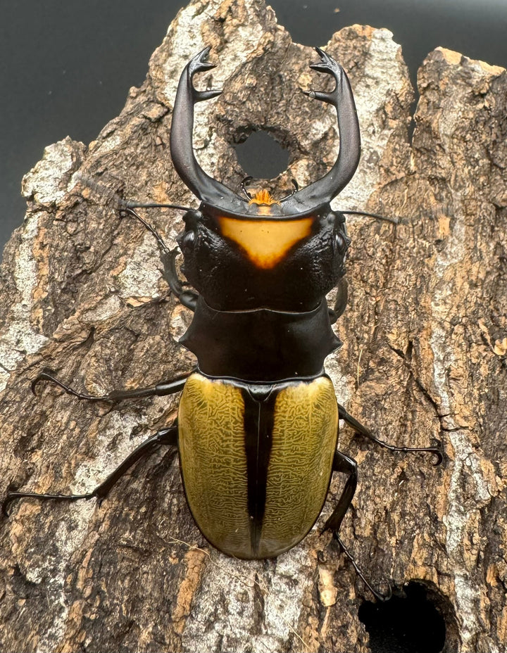 【WD】《ラコダールツヤクワガタ ブラスタギ産 75mm ペア》