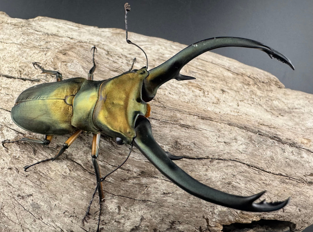 【美麗】《エラフスホソアカ 84mm ペア》セルヴォラン氏ブリード個体