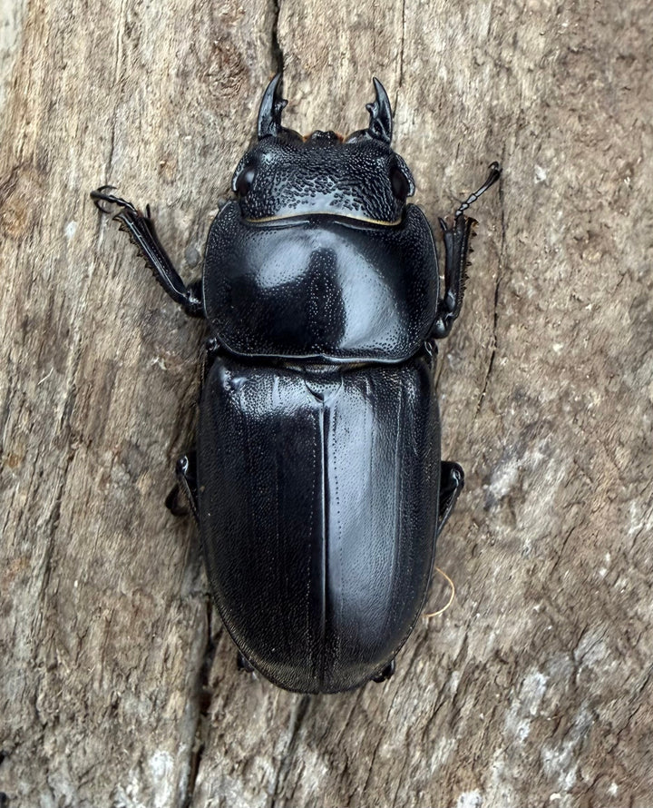 【WD】《ミンダナオヒラタ マラグサン産 85.5mm ペア》