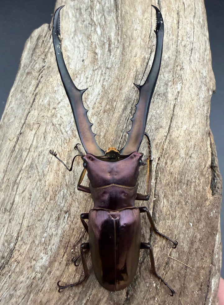 《メタリフェルホソアカ亜種フィナエ パープル系 81mm ペア》