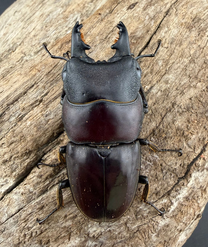 【WD】《タウルスヒラタ パラワン亜種 ロハス産 49.5mm ペア》