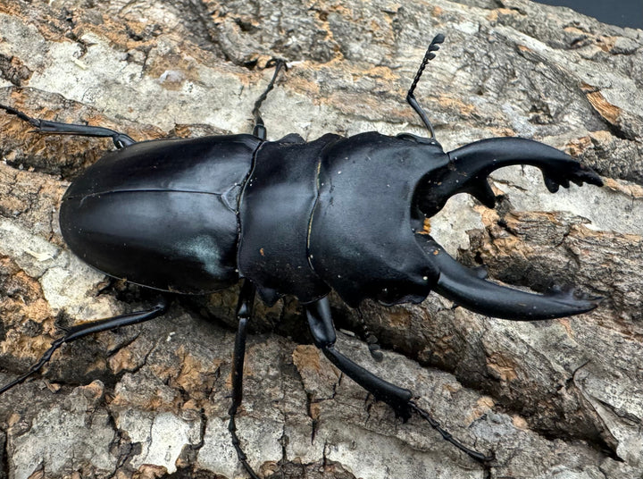 【WD】《アルケスツヤクワガタ 75mm B品ペア》