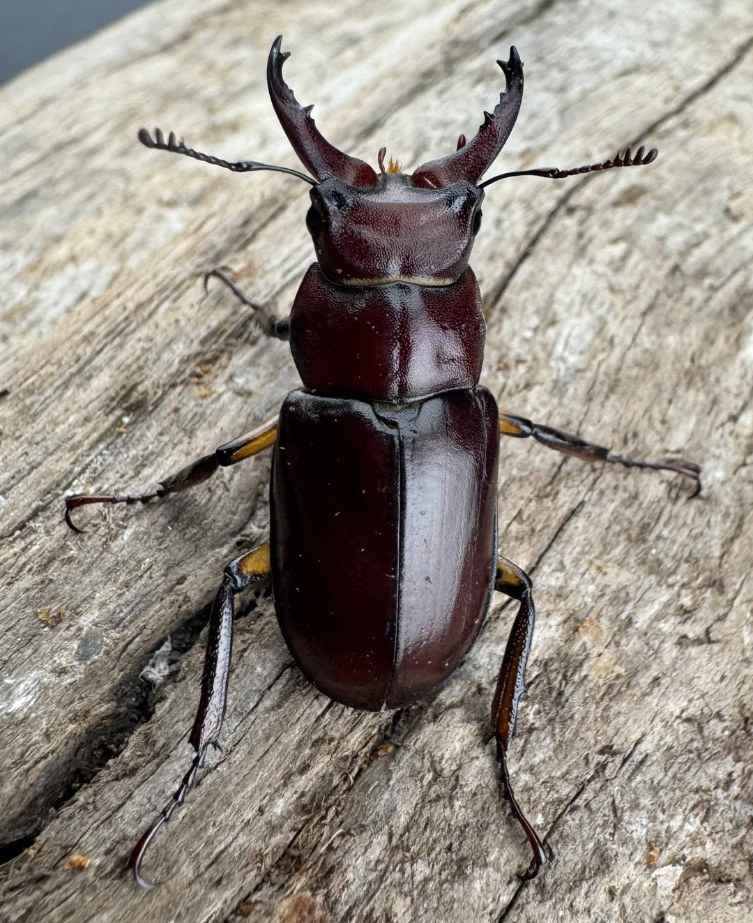 【WD】2021年新種《モーミヤマクワガタ 28mm ペア》