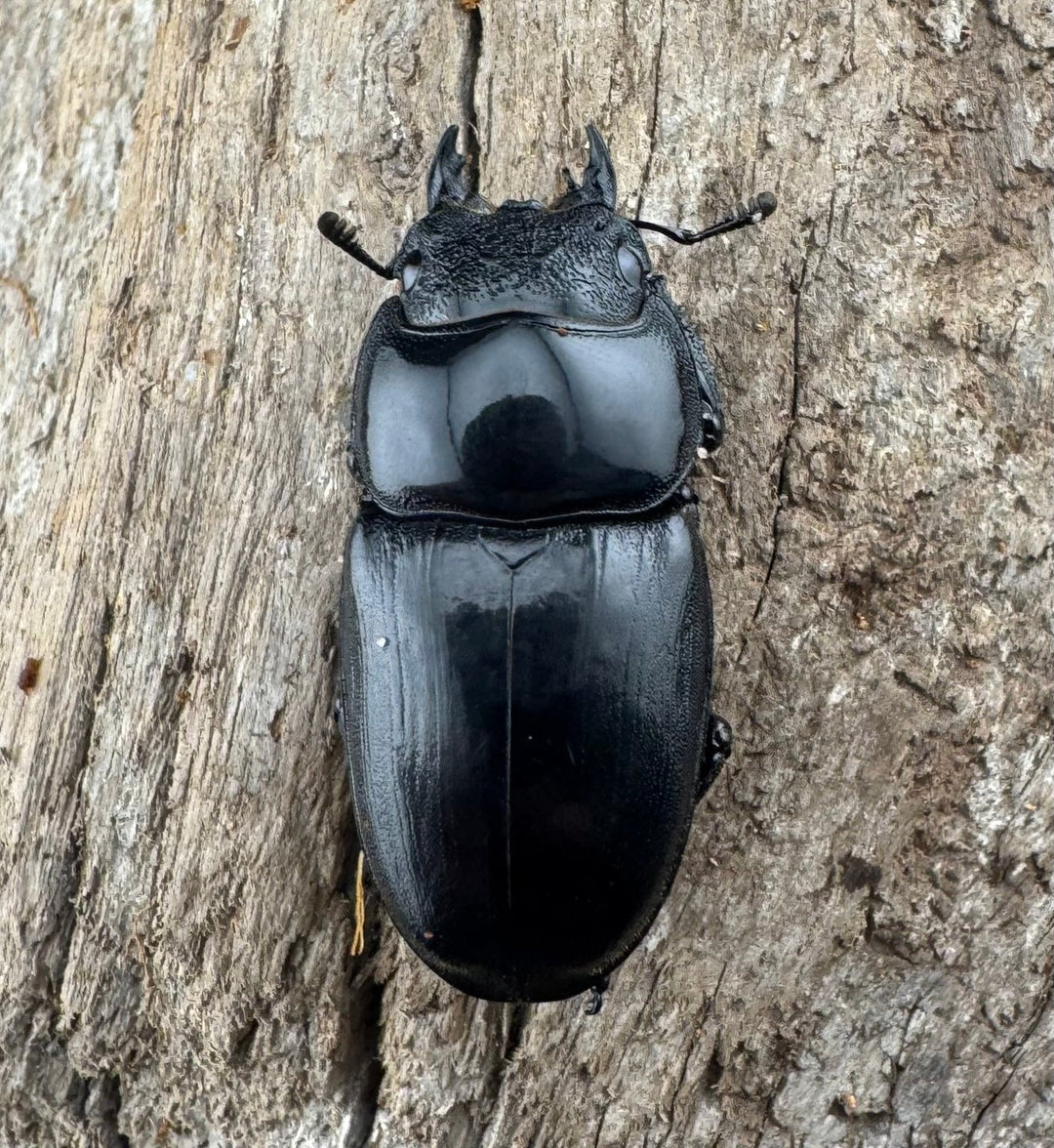 【WD】《ユーリケファルスヒラタ 74mm ペア》