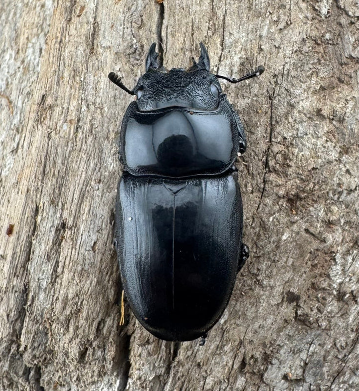 【WD】《ユーリケファルスヒラタ 74mm ペア》